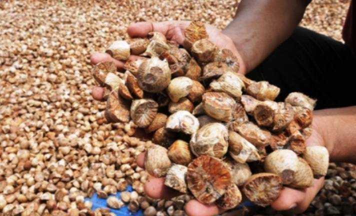 Harga Pinang Kering di Riau Masih Stabil