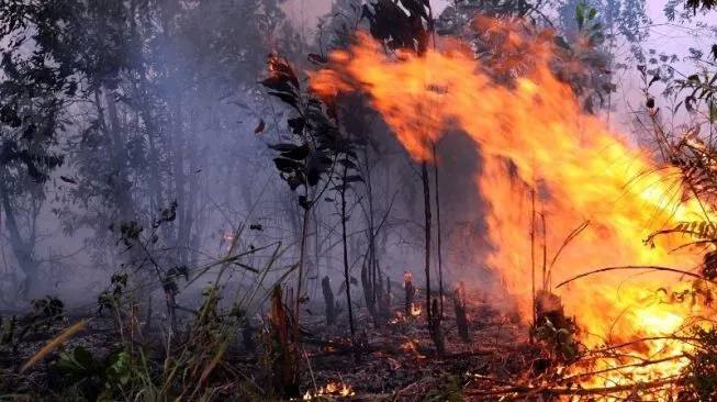Terlibat Karhutla 2 Perusahaan di Kalimantan Digugat KLHK Rp1,752 Triliun.