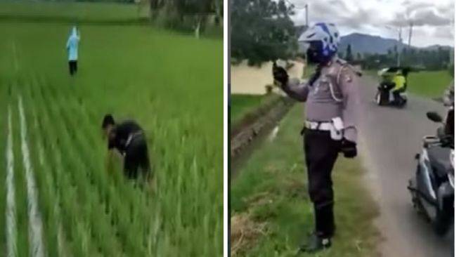 Takut Ditilang, Dua Pemuda Pura-pura Jadi Petani Kerja di Sawah