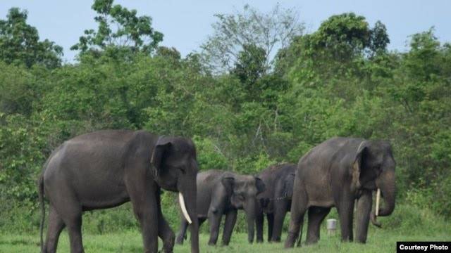 Petani Sawit di Minas Ditemukan Tewas Diinjak Gajah