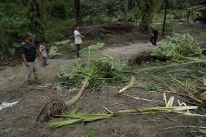 Kebun Masyarakat di Rumbai Barat Diamuk Kawanan Gajah