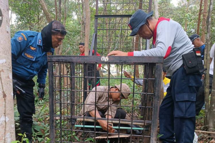 Harimau Berkeliaran, Warga Kampung Suak Diimbau Tidak Beraktifitas Malam Hari