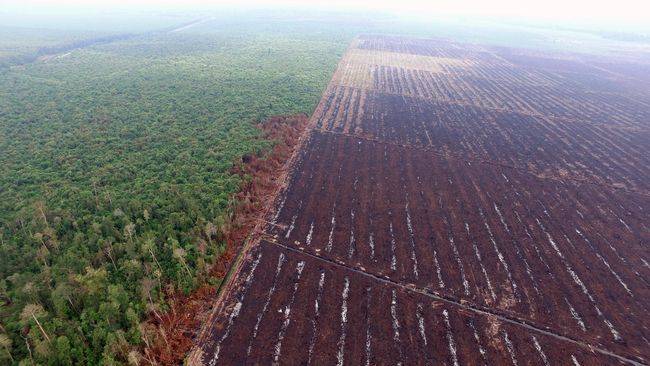 Kadishut Riau: 1,8 Juta Hektar Sawit di Riau Berada dalam Kawasan Hutan