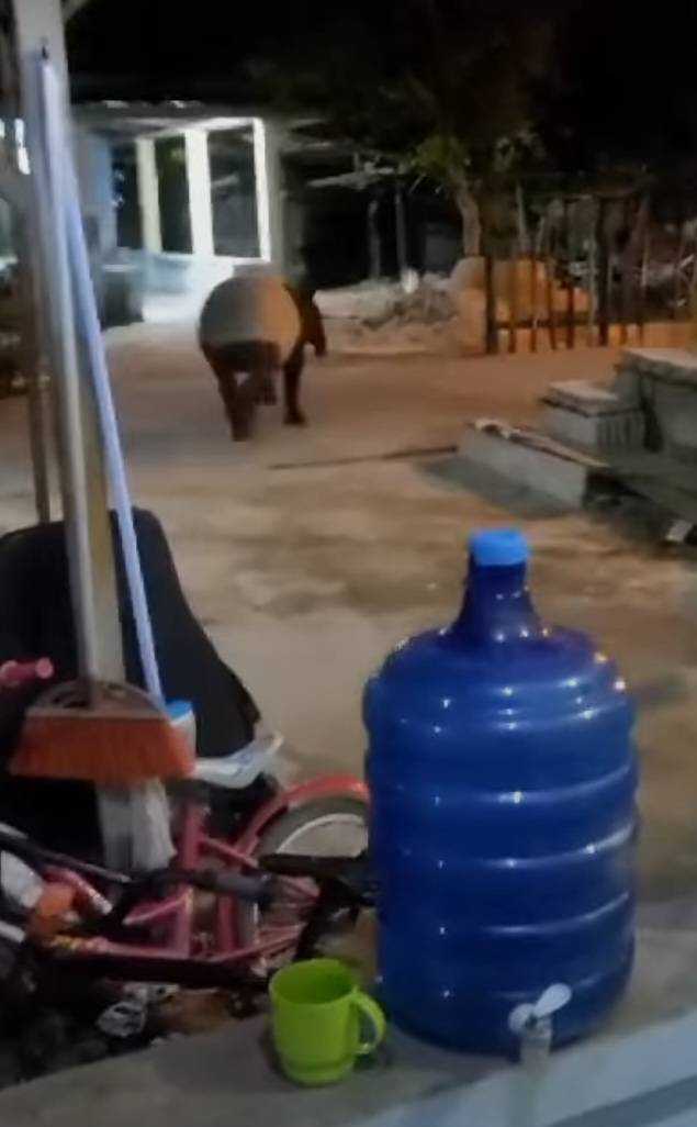 Hewan Tapir Berukuran Besar Masuk Pemukiman Warga Bumi Ayu Dumai