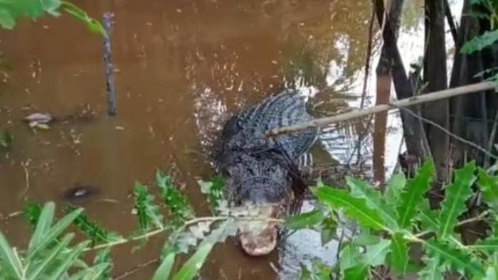 Buaya Muara Terkam Warga Inhil Ditangkap BKSDA