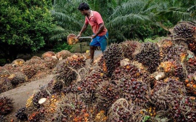 Harga TBS Kelapa Sawit di Riau Naik Menjadi Rp3.621,84 per-kilogram
