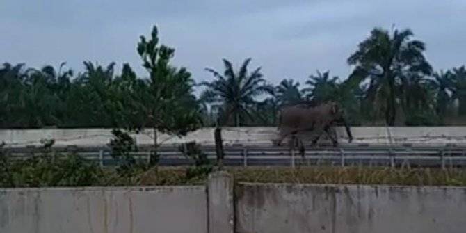 Waduh, Ada Gajah Liar di Jalan Tol Pekanbaru-Dumai