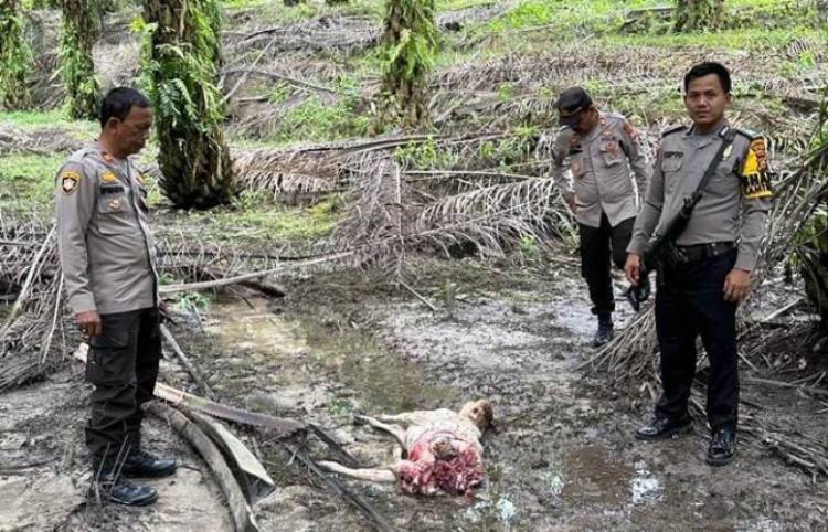 Gawat, Harimau Mangsa Sapi Warga di Siak