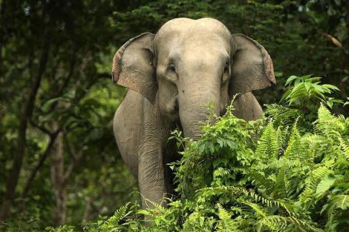 Kawanan Gajah Masuk Perkebunan Warga di Pelalawan