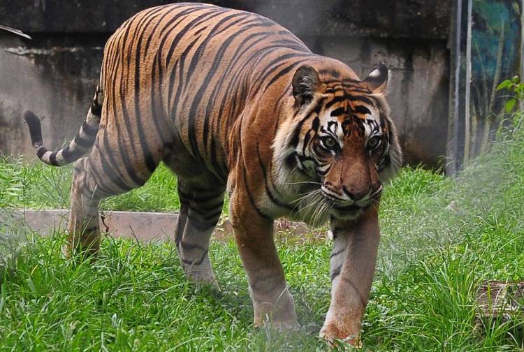3 Ekor Harimau Berkeliaran di Siak, Nyaris Makan Anak Balita