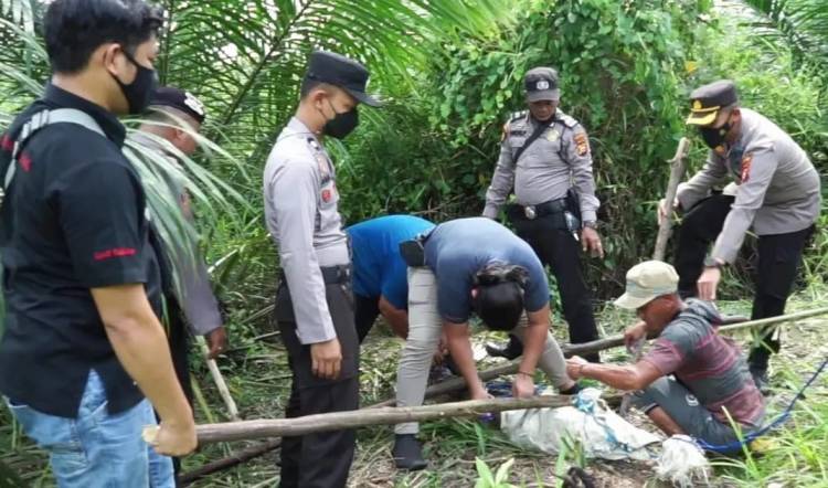 Buaya Sungai Nilo Masuk Kebun Masyarakat di Desa Palas Pelalawan