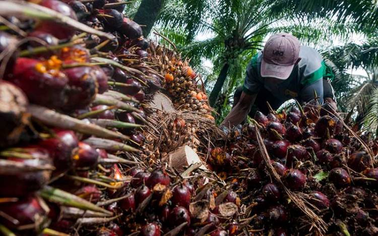 Satu Pekan Kedepan Harga TBS Sawit di Riau Rp4.244 per-kilogram