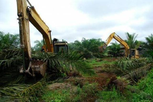 Riau Menjadi Contoh Penertiban Sawit Ilegal, Ada 1,8 Juta Hektar Sawit Ilegal