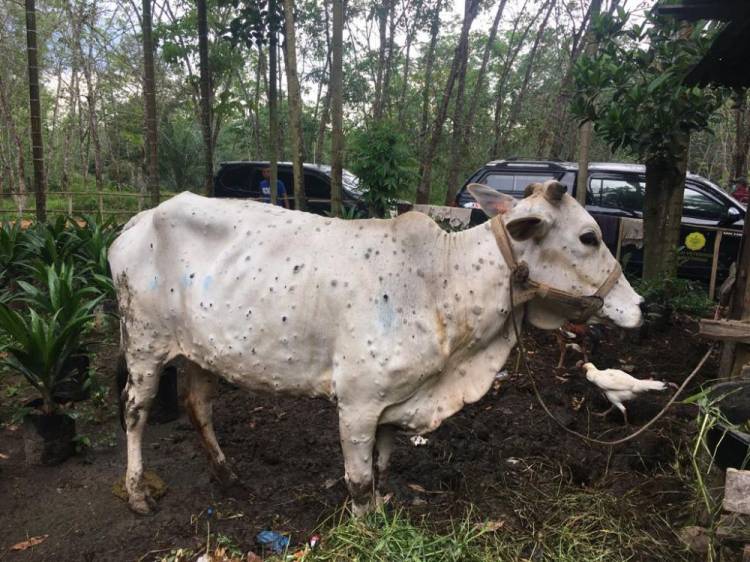 100 Ribu Sapi di Riau Disuntik Vaksin LSD
