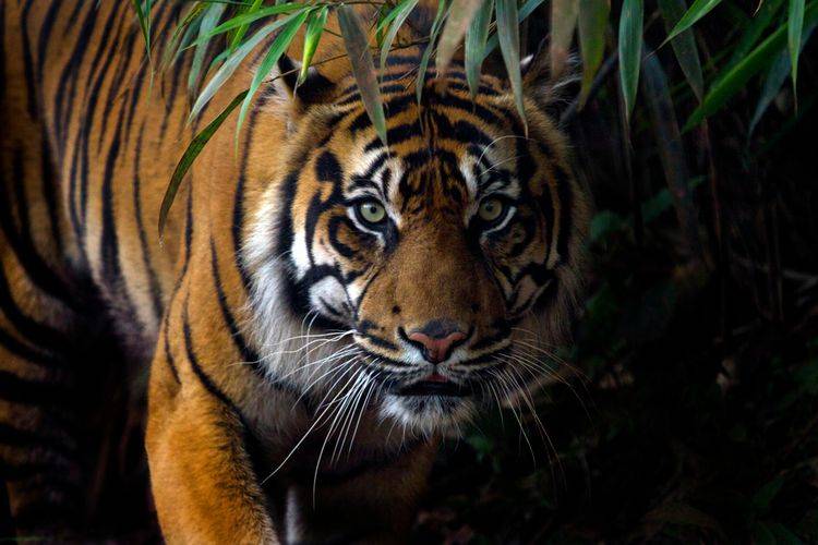Seorang Warga Riau Tewas Dimangsa Harimau