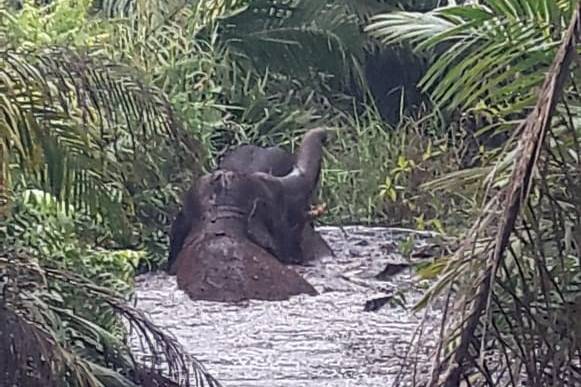 Dua Ekor Gajah Terjebak dalam Rawa di Inhu