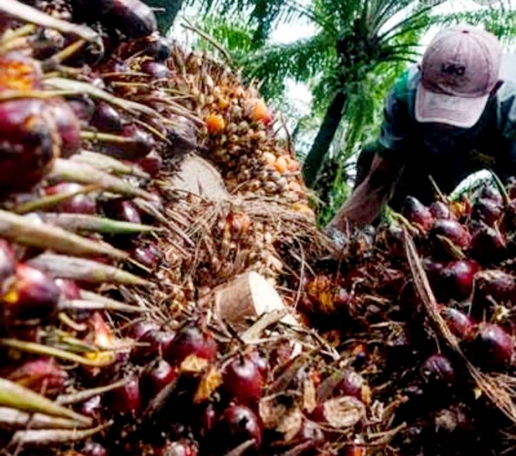 Catatan Agung Marsudi, Negara Tak Boleh Kalah Oleh Mafia