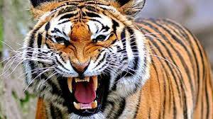 Warga Tasik Serai Tewas Diterkam Harimau
