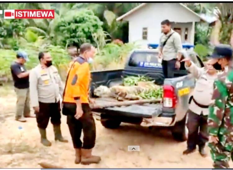 Polres Bengkalis Kewalahan Hadapi Harimau Sumatera yang Masuk Pemukiman Warga