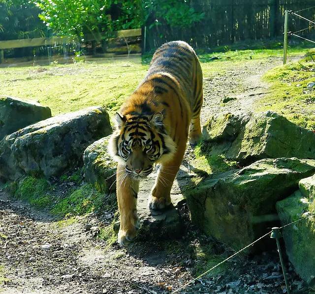 Gawat..., Harimau Datangi Rumah Warga di Perbatasan Bengkalis-Siak