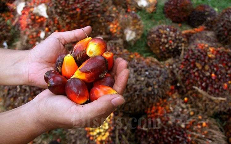 Sempat Anjlok, Harga TBS Sawit di Riau Naik Lagi