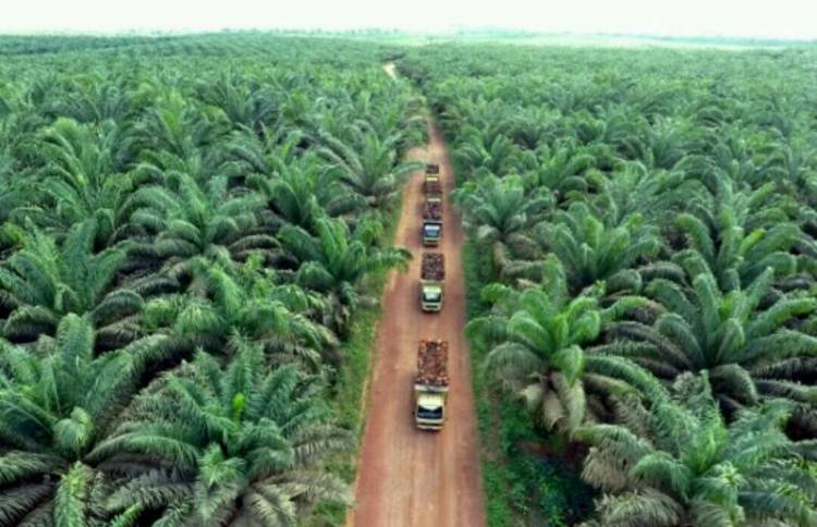 Sekjen KLHK Percepat Penertiban Kebun Sawit dalam Kawasan Hutan di Riau