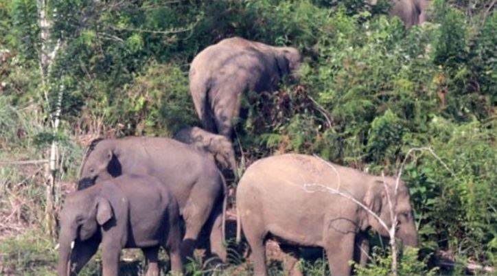 Kebun Warga di Kuala Cenaku Dirusak Gajah Liar, BBKSDA Turunkan Tim