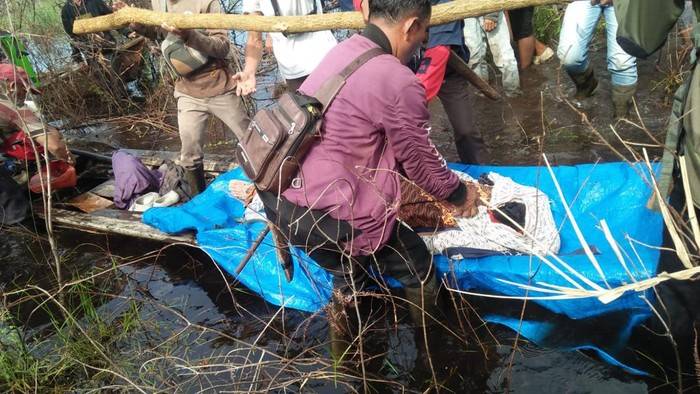 Gawat..., Harimau yang Menerkam Warga Bengkalis Masih Berkeliaran
