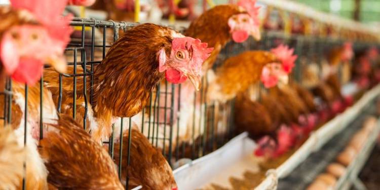 Flu Burung Kembali Ditemukan di Bangkinang