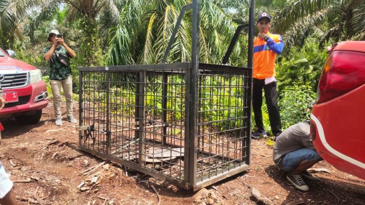 Tim Gabungan Pasang Box dan Kamera Trap di Lokasi, Seekor Kambing Dijadikan Umpan