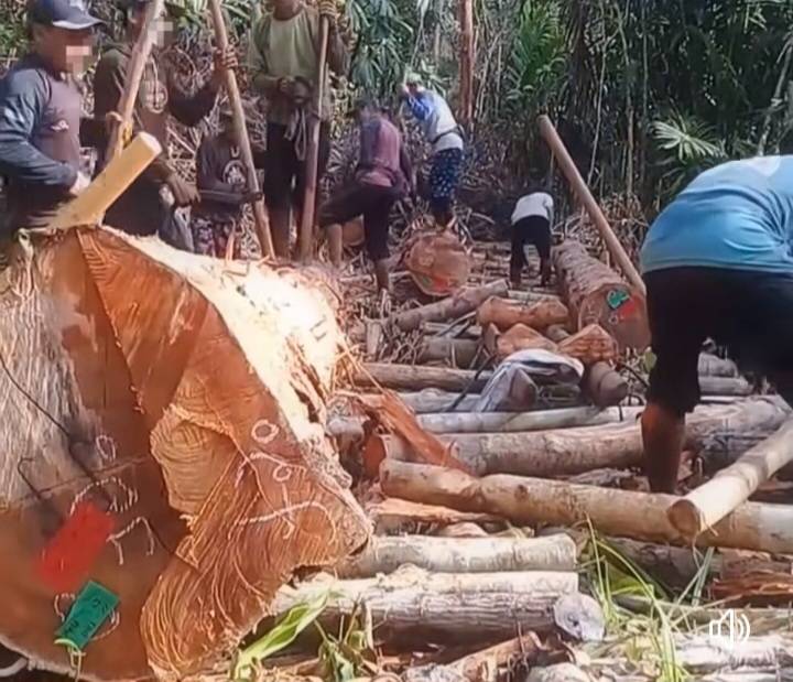 Amankan Ilegal Logging di Sungai Sembilan, Bos Kayu Salurkan "Atensi" Ratusan Juta/Bulan
