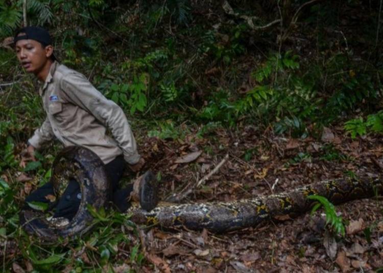 Ular Piton Sepanjang 8 Meter Gigit dan Lilit Pencinta Reptil di Riau