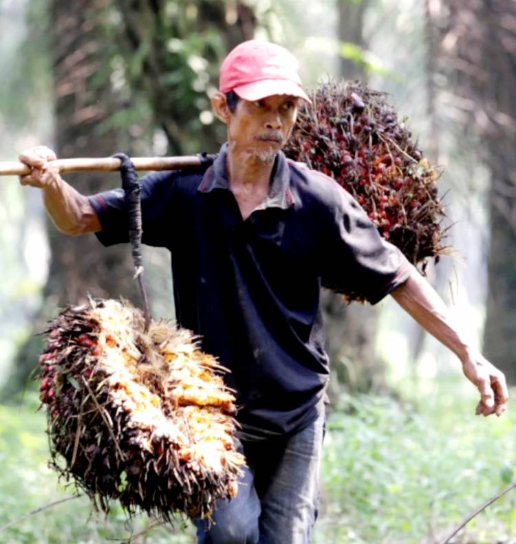 Pabrik Wilmar Tutup, Petani Sawit Menjerit