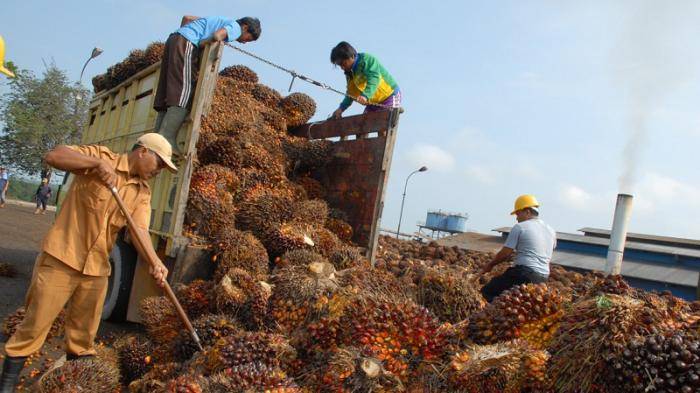 Horee, Harga TBS di Riau Naik Rp1.650 per-Kilogram