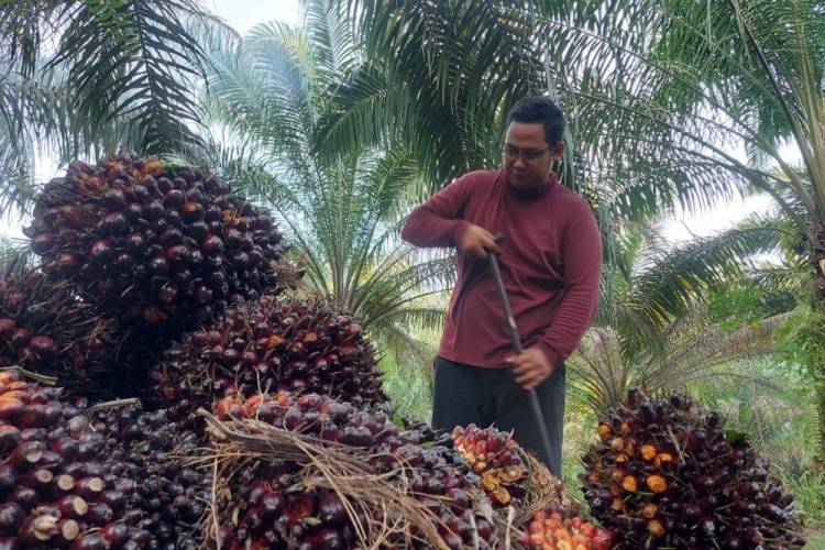 Harga TBS Riau Sepekan Mendatang Rp1.936 per-kilogram