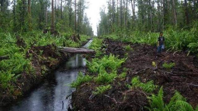 Jaga Kawasan Gambut, DLHK Riau Kucurkan Bantuan Rp1,8 Miliar