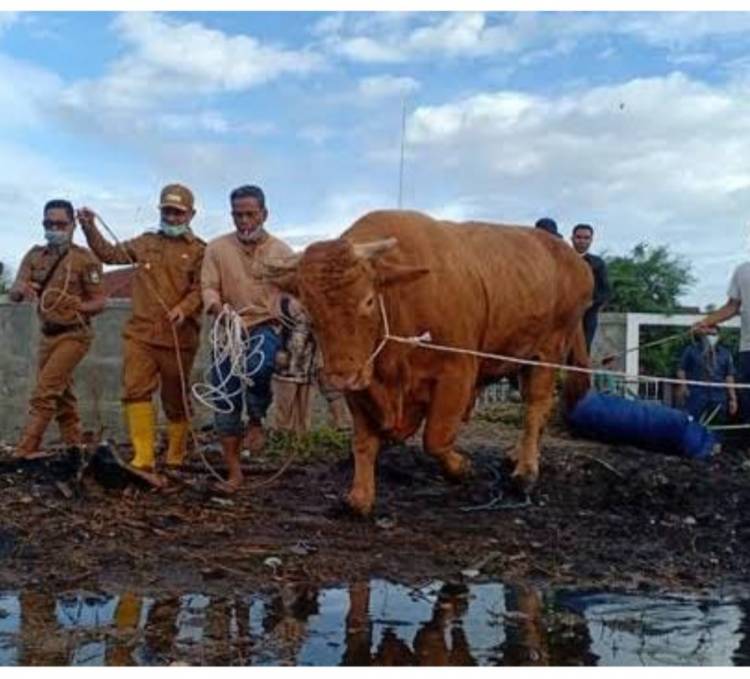 Sapi Qurban Presiden Jokowi Dipotong di Ponpes Babussalam Pekanbaru