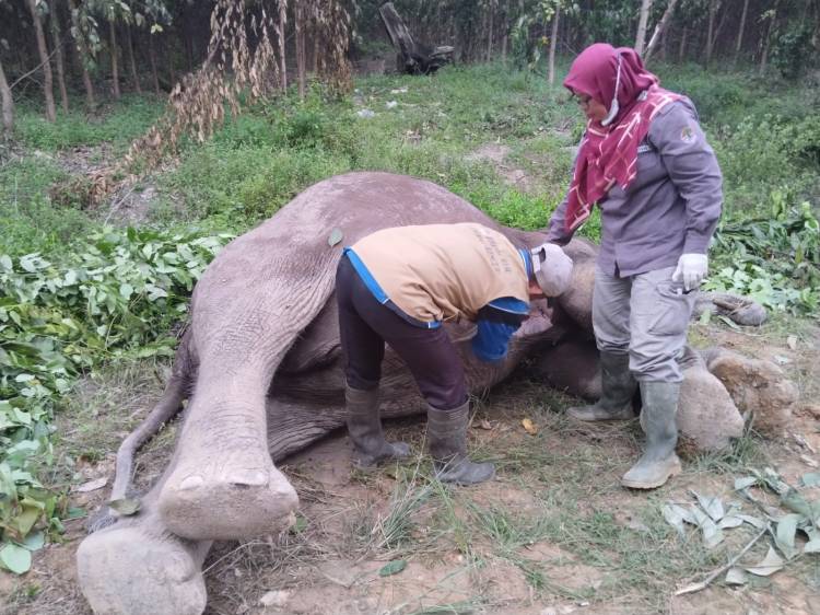 Diduga Diracun, Gajah Jantan Ditemukan Tewas di Pelalawan