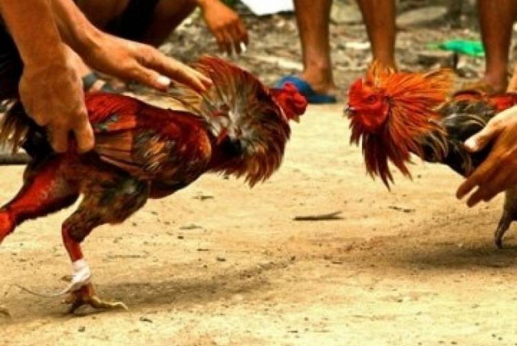 Arena Sabung Ayam di Inhil Digerebek Polisi, Belasan Orang Berhamburan Melarikan Diri