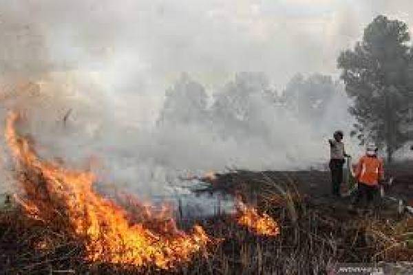 Jajaran Polda Riau Tetapkan 9 Tersangka Kasus Karhutla