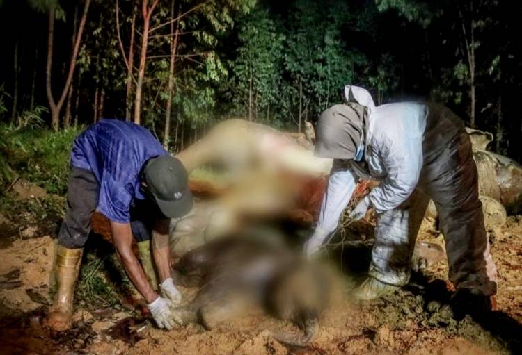 Gajah Bunting Mati Diracun di Areal Konsesi PT Arara Abadi