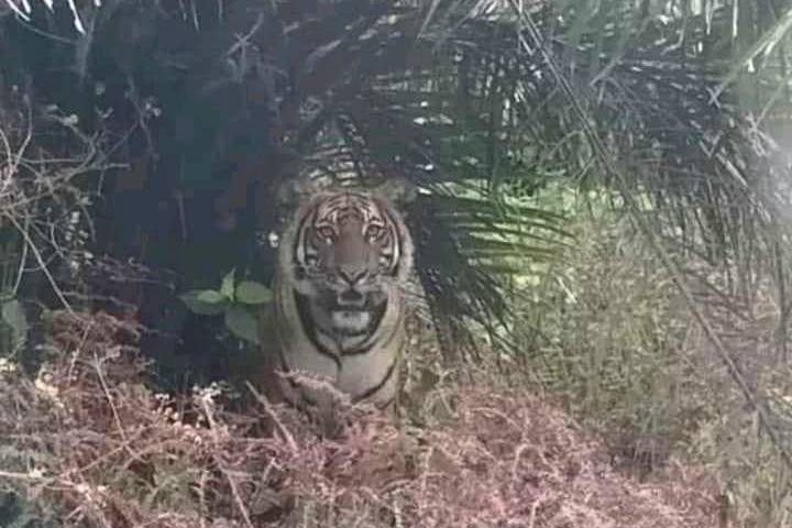 BBKSDA Riau Turunkan Tim ke Serapung, Kuala Kampar