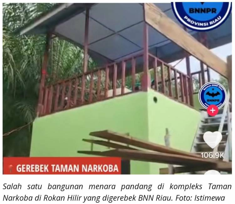 Gawat..., Ada Taman Narkoba di Rokan Hilir !
