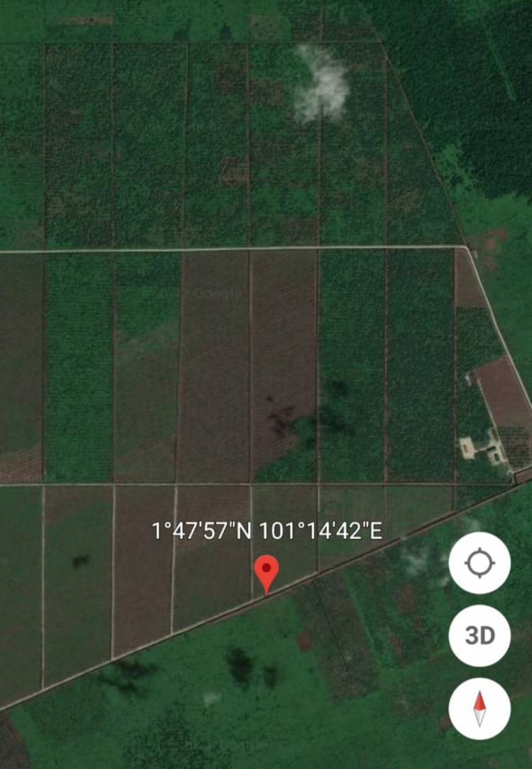 LPPN RI Minta Kementerian LHK Telusuri Perkebunan Sawit di Lahan Konsesi PT RUJ