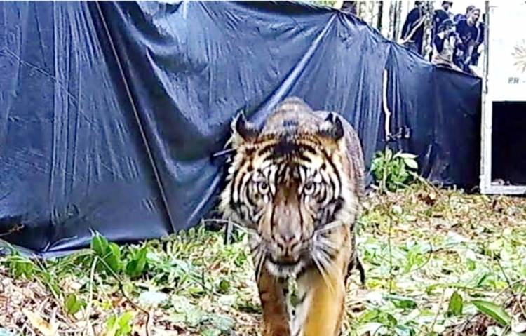 Harimau Serang Camp Pekerja di Pelalawan, Karyawan PT RPM Nyaris Tewas