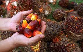 Naik, Harga TBS Sawit di Riau Rp2.523 Per-Kilogram