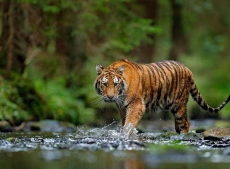 Harimau Berkeliaran di Kampar, Masyarakat Diminta Waspada