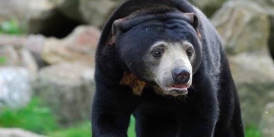 Pemuda di Batang Gangsal Diserang Beruang, Mulut Terkoyak