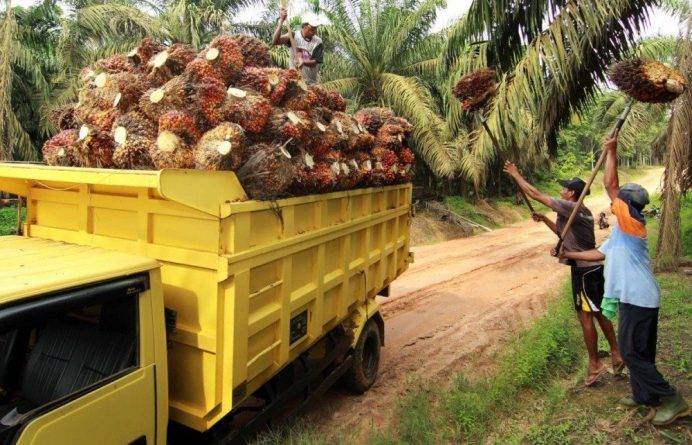 Harga TBS Sawit di Riau Naik Menjadi Rp2.459 per-Kilogram