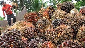 Harga TBS Sawit Riau Naik Tipis, RP2.509 per-Kilogram